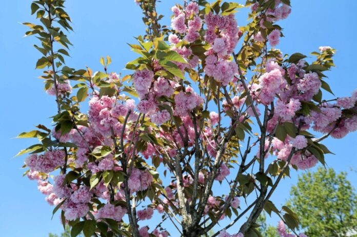 Sakarya’da Sakura Ağaçları Kentin Park ve Yürüyüş Alanlarına Bahar Renkleri Getirdi